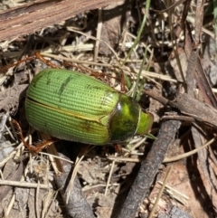 Xylonichus sp. (genus) (Green cockchafer beetle) at Rendezvous Creek, ACT - 22 Oct 2023 by Ned_Johnston