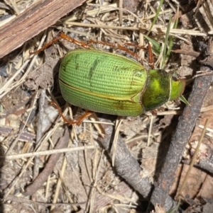 Xylonichus sp. (genus) at Rendezvous Creek, ACT - 22 Oct 2023 12:54 PM