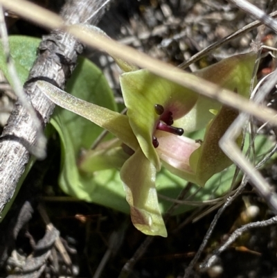 Chiloglottis valida (Large Bird Orchid) at Rendezvous Creek, ACT - 22 Oct 2023 by NedJohnston