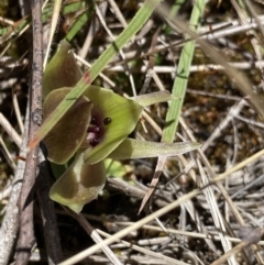 Chiloglottis valida at Rendezvous Creek, ACT - suppressed