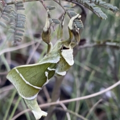 Aenetus ligniveren (Common Splendid Ghost Moth) at Rendezvous Creek, ACT - 22 Oct 2023 by NedJohnston