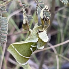 Aenetus ligniveren at Rendezvous Creek, ACT - 22 Oct 2023