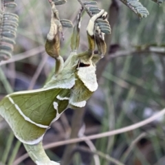 Aenetus ligniveren at Rendezvous Creek, ACT - 22 Oct 2023