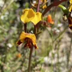 Diuris semilunulata (Late Leopard Orchid) at Namadgi National Park - 21 Oct 2023 by Ned_Johnston