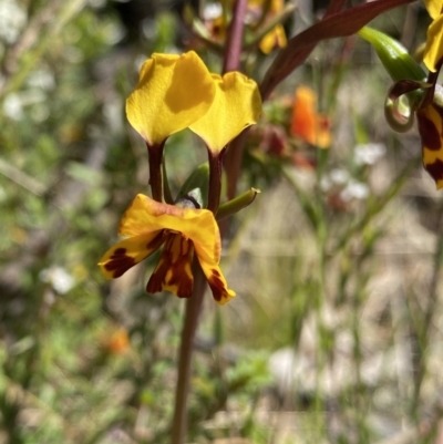 Diuris semilunulata (Late Leopard Orchid) at Rendezvous Creek, ACT - 22 Oct 2023 by NedJohnston