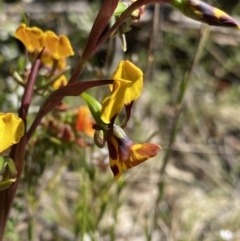 Diuris semilunulata at Rendezvous Creek, ACT - 22 Oct 2023