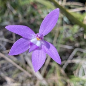 Glossodia major at Rendezvous Creek, ACT - 22 Oct 2023