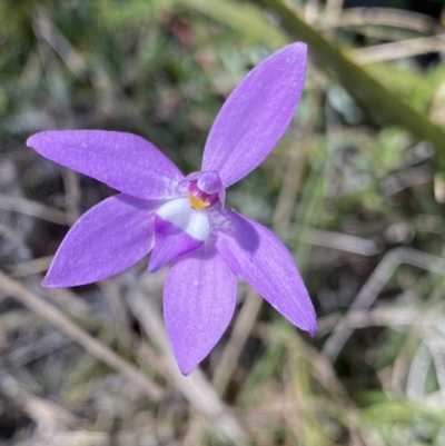 Glossodia major (Wax Lip Orchid) at Rendezvous Creek, ACT - 22 Oct 2023 by NedJohnston