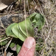 Podolepis sp. at Rendezvous Creek, ACT - 19 Oct 2023 by nathkay