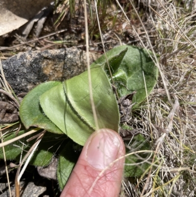 Podolepis sp. at Rendezvous Creek, ACT - 19 Oct 2023 by nath_kay