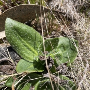 Podolepis sp. at Rendezvous Creek, ACT - 19 Oct 2023 11:54 AM