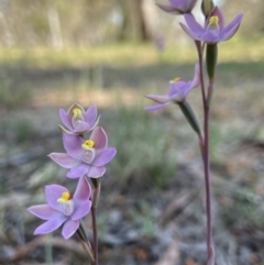 Thelymitra sp. at Dalton, NSW - 20 Oct 2023 by AJB