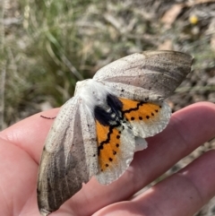 Gastrophora henricaria (Fallen-bark Looper, Beautiful Leaf Moth) at Sutton, NSW - 21 Oct 2023 by AJB