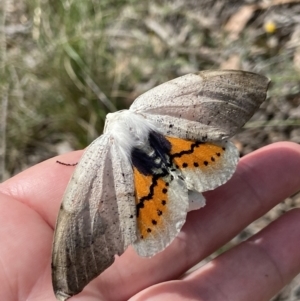 Gastrophora henricaria at Sutton, NSW - suppressed