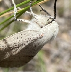 Gastrophora henricaria at Sutton, NSW - 21 Oct 2023