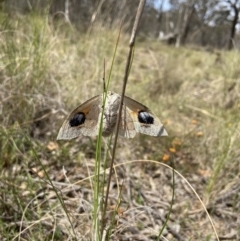 Gastrophora henricaria at Sutton, NSW - suppressed