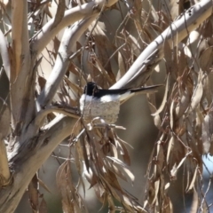 Rhipidura leucophrys (Willie Wagtail) at Symonston, ACT - 22 Oct 2023 by RodDeb