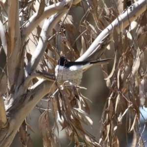 Rhipidura leucophrys at Symonston, ACT - 22 Oct 2023