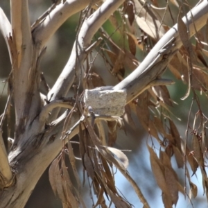 Rhipidura leucophrys at Symonston, ACT - 22 Oct 2023