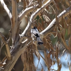 Rhipidura leucophrys at Symonston, ACT - 22 Oct 2023