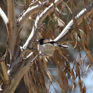 Rhipidura leucophrys at Symonston, ACT - 22 Oct 2023