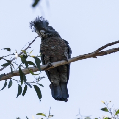 Callocephalon fimbriatum (Gang-gang Cockatoo) at Acton, ACT - 20 Oct 2023 by AlisonMilton
