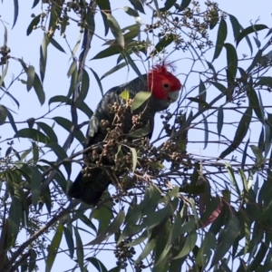 Callocephalon fimbriatum at Acton, ACT - 20 Oct 2023