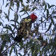 Callocephalon fimbriatum at Acton, ACT - 20 Oct 2023