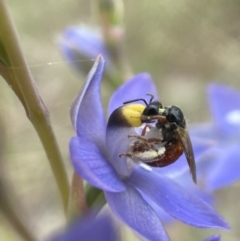 Exoneura sp. (genus) (A reed bee) at Sutton, NSW - 21 Oct 2023 by AJB