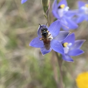 Exoneura sp. (genus) at Sutton, NSW - 21 Oct 2023