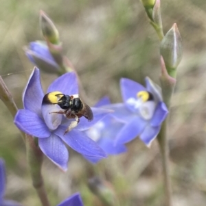 Exoneura sp. (genus) at Sutton, NSW - 21 Oct 2023