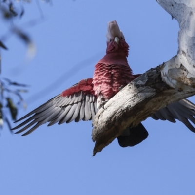 Eolophus roseicapilla (Galah) at Acton, ACT - 20 Oct 2023 by AlisonMilton