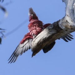 Eolophus roseicapilla at Acton, ACT - 20 Oct 2023 08:20 AM