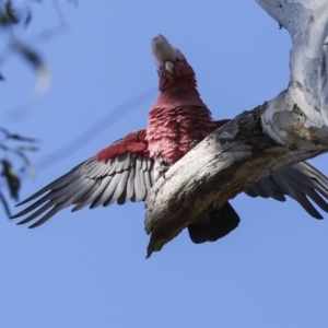 Eolophus roseicapilla at Acton, ACT - 20 Oct 2023 08:20 AM