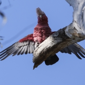 Eolophus roseicapilla at Acton, ACT - 20 Oct 2023 08:20 AM