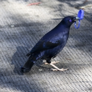 Ptilonorhynchus violaceus at Acton, ACT - 20 Oct 2023