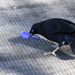 Ptilonorhynchus violaceus at Acton, ACT - 20 Oct 2023