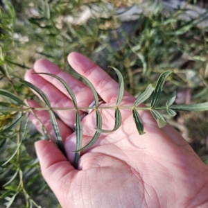 Polyscias sambucifolia subsp. Bipinnate leaves (J.H.Ross 3967) Vic. Herbarium at Captains Flat, NSW - 22 Oct 2023