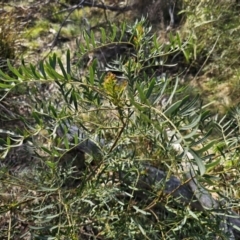 Polyscias sambucifolia subsp. Bipinnate leaves (J.H.Ross 3967) Vic. Herbarium at Captains Flat, NSW - 22 Oct 2023
