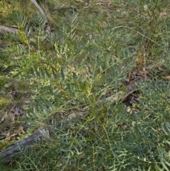 Polyscias sambucifolia subsp. Bipinnate leaves (J.H.Ross 3967) Vic. Herbarium at Captains Flat, NSW - 22 Oct 2023