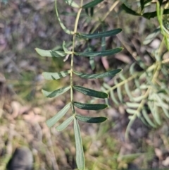 Polyscias sambucifolia subsp. Bipinnate leaves (J.H.Ross 3967) Vic. Herbarium at Captains Flat, NSW - 22 Oct 2023