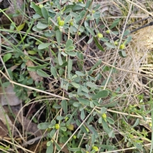 Hibbertia obtusifolia at Captains Flat, NSW - 22 Oct 2023 05:31 PM