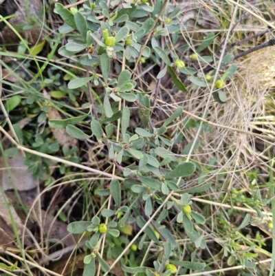 Hibbertia obtusifolia (Grey Guinea-flower) at Captains Flat, NSW - 22 Oct 2023 by Csteele4