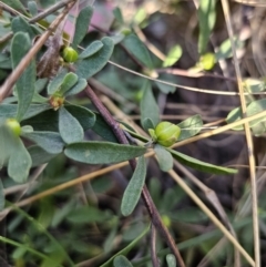 Hibbertia obtusifolia at Captains Flat, NSW - 22 Oct 2023