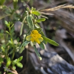 Hibbertia obtusifolia at Captains Flat, NSW - 22 Oct 2023 05:31 PM