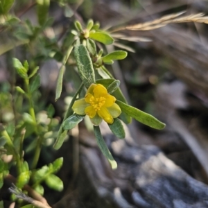 Hibbertia obtusifolia at Captains Flat, NSW - 22 Oct 2023 05:31 PM