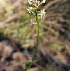 Stackhousia monogyna (Creamy Candles) at Yanununbeyan State Conservation Area - 22 Oct 2023 by Csteele4
