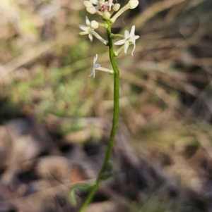 Stackhousia monogyna at Captains Flat, NSW - 22 Oct 2023