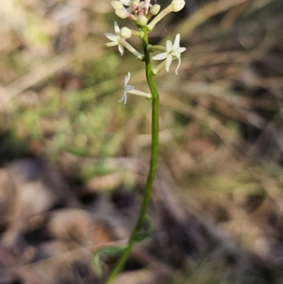 Stackhousia monogyna (Creamy Candles) at QPRC LGA - 22 Oct 2023 by Csteele4