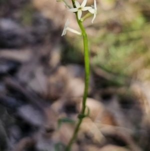 Stackhousia monogyna at Captains Flat, NSW - 22 Oct 2023